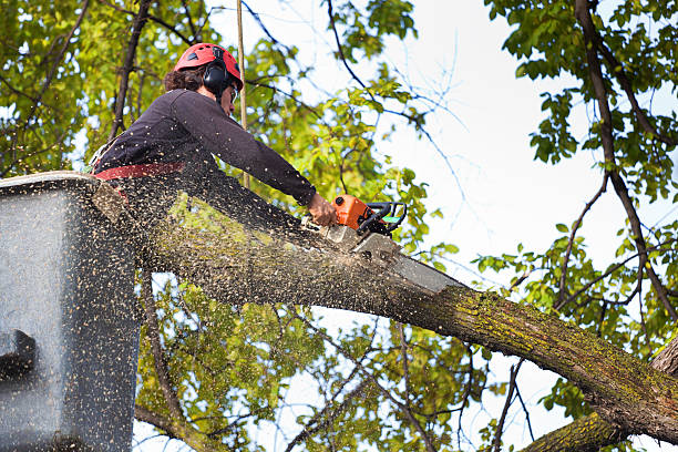 Best Dead Tree Removal  in Boyceville, WI